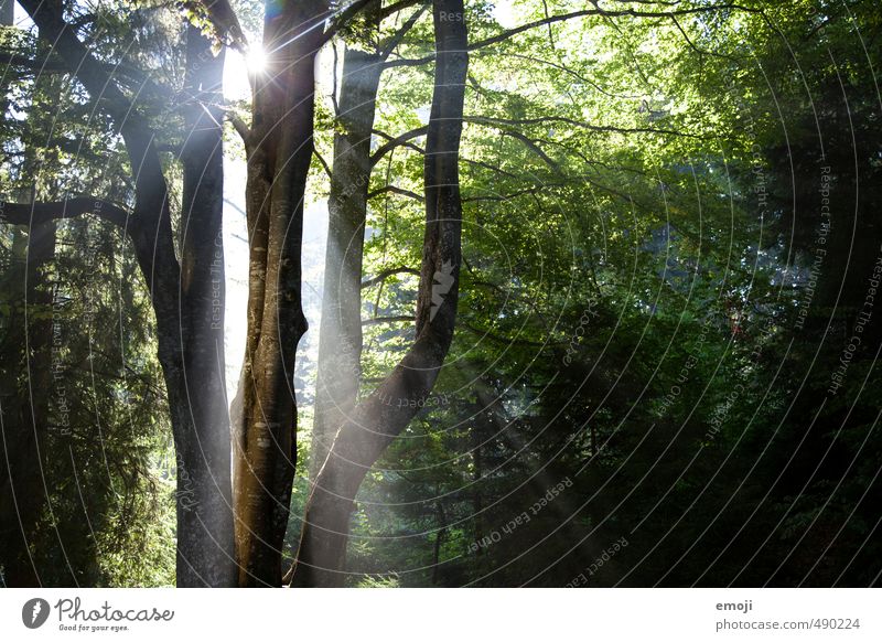 enlightenment Environment Nature Landscape Sun Sunlight Spring Plant Tree Forest Natural Green Colour photo Exterior shot Deserted Day Light Shadow Sunbeam