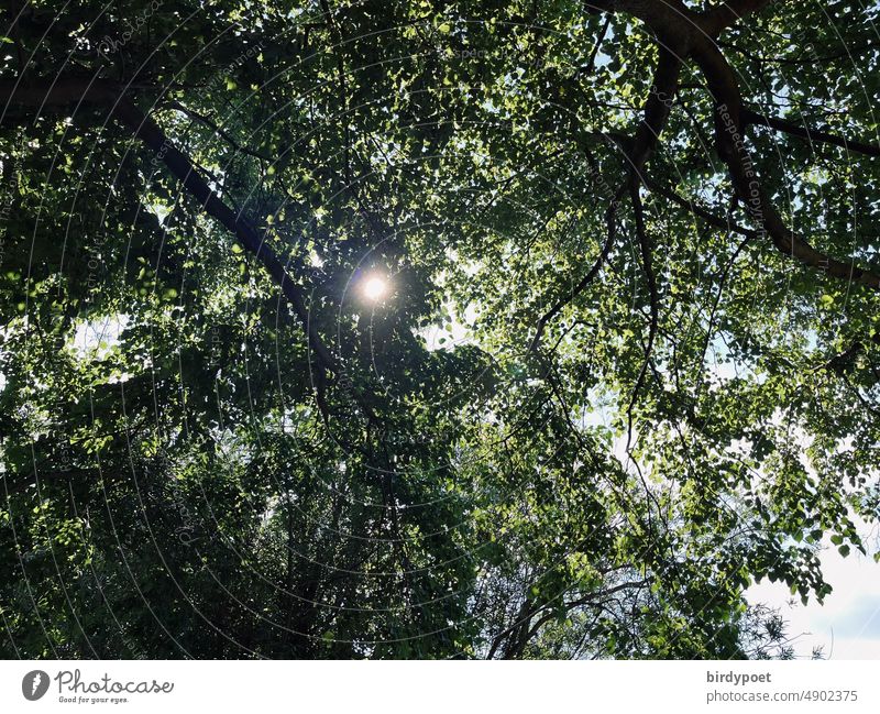 Sun shines through leaves Maple tree sunshine Sky Clouds Summer Green