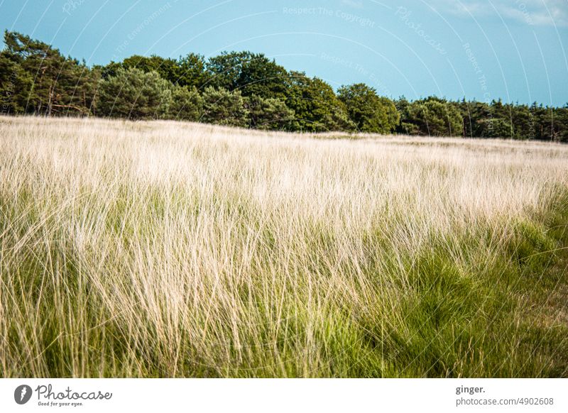 Landscape near Arnhem, Netherlands Hiking trees To go for a walk Nature Relaxation Environment Calm Deserted Sunlight Tree Plant Colour photo naturally