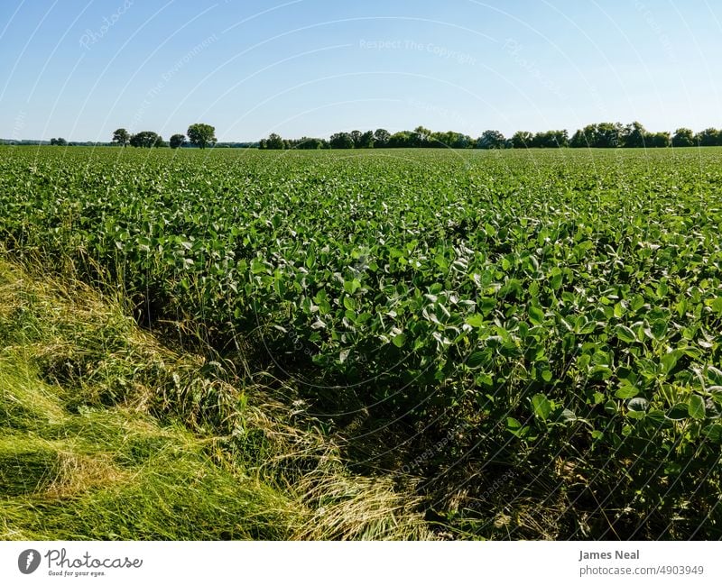 Hot Summer Day with the Growing Crops grass spring natural american nature day beauty background agriculture trees plant growth photography outdoors environment