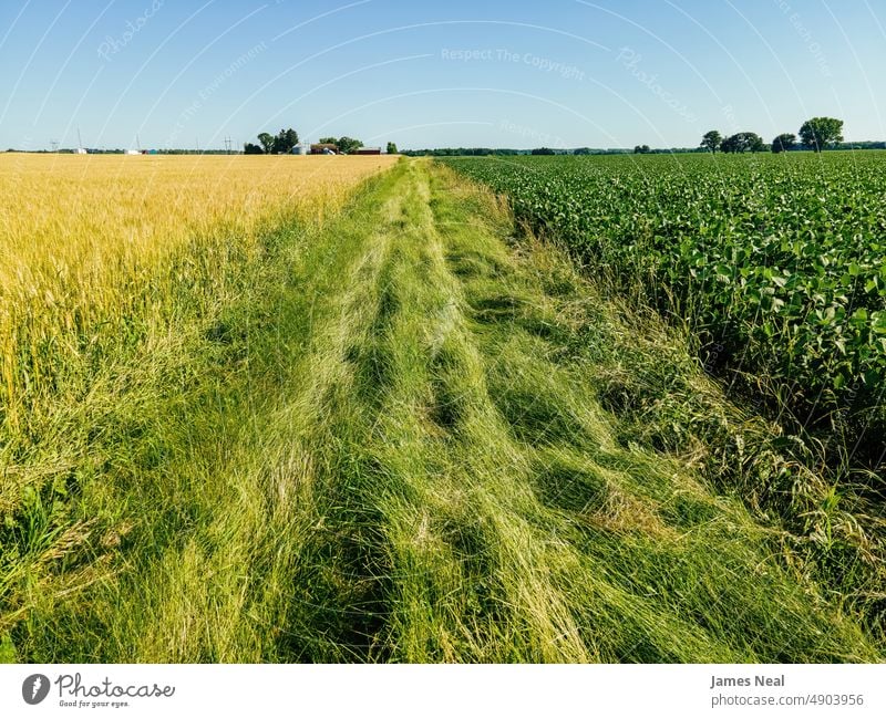 Divider between crops on a farm grass sunny natural grassy american nature day beauty background agriculture corn plant tree growth photography outdoors