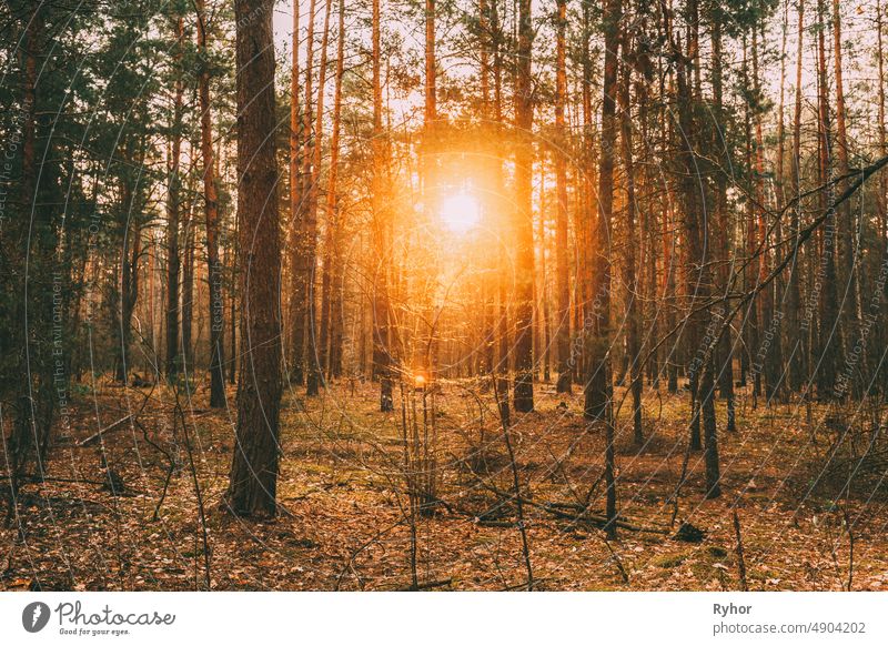 Beautiful Sunset Sun Sunshine In Sunny Coniferous Forest. Sunlight Sun Rays Shine Through Pine Woods In Forest Landscape autumn beam beautiful beauty