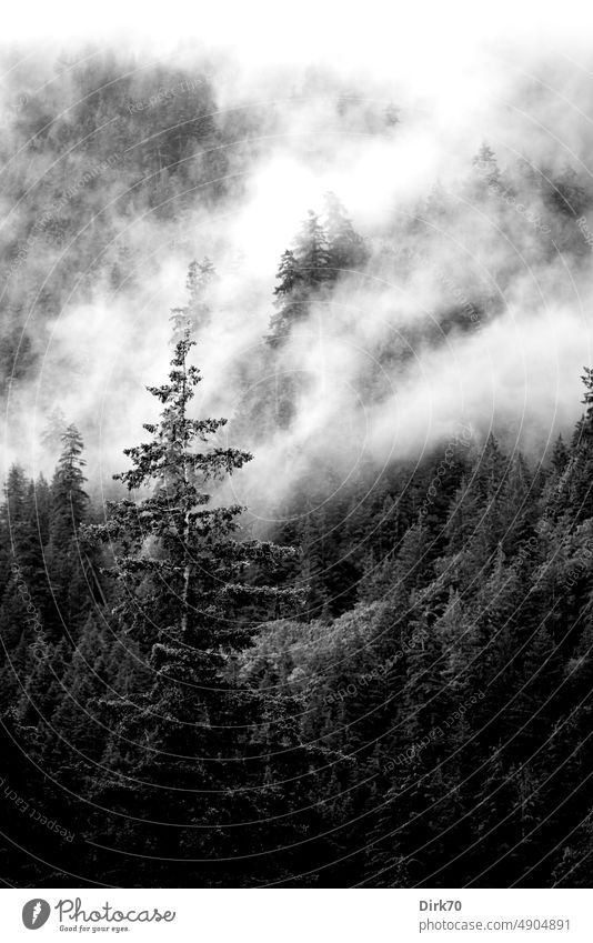 Forested mountain slope in Canada, cloudy sky Mountain Slope Tree Spruce Spruce forest spruces Clouds overcast Black & white photo Nature Exterior shot