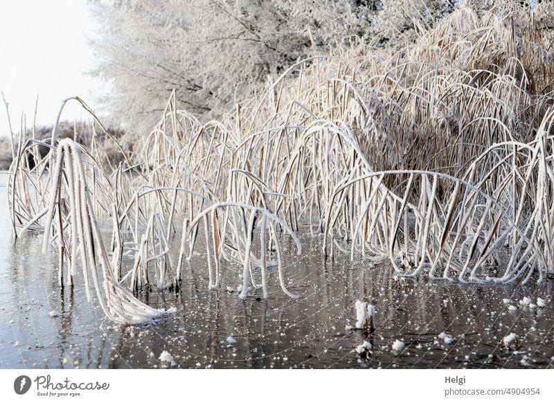 strange | witching hour on the frozen lake Winter chill Hoar frost Frost Cold Frozen Nature Freeze Ice crystal Exterior shot Deserted Winter mood Winter's day