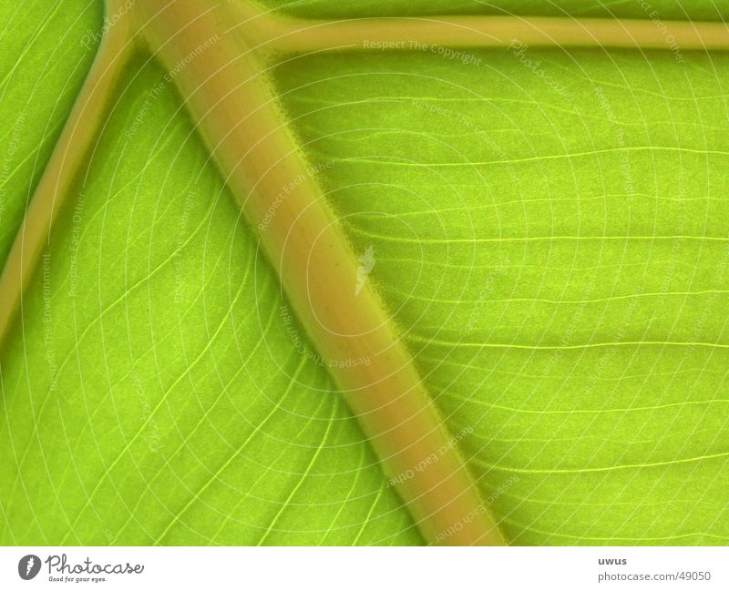 banana leaf Leaf Banana Green Vessel chlorophyl Prison cell