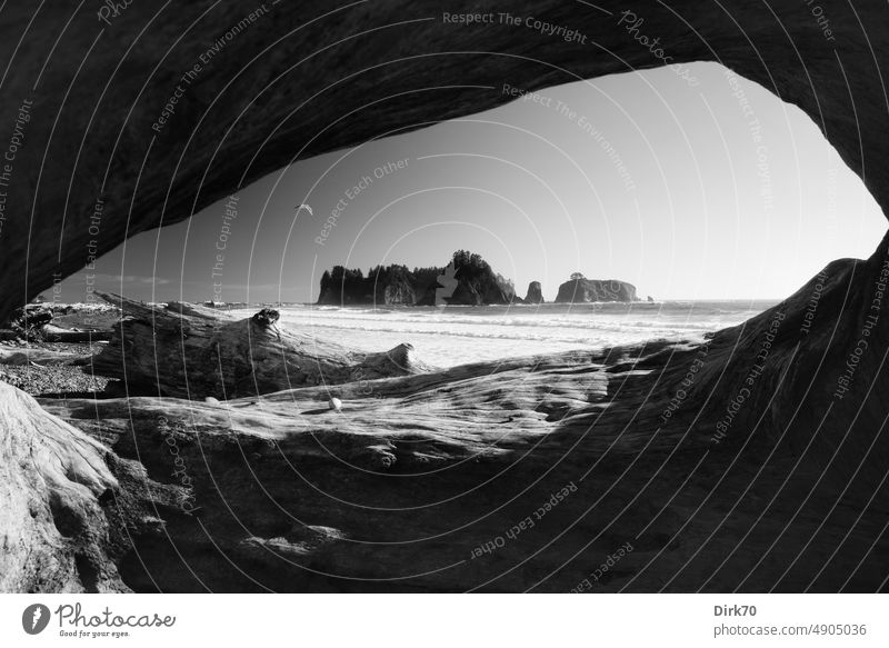 Pacific beach with driftwood and rock islands Island James Island Pacific Ocean Washington Washington State coast Driftwood Tree trunk Vista Black & white photo