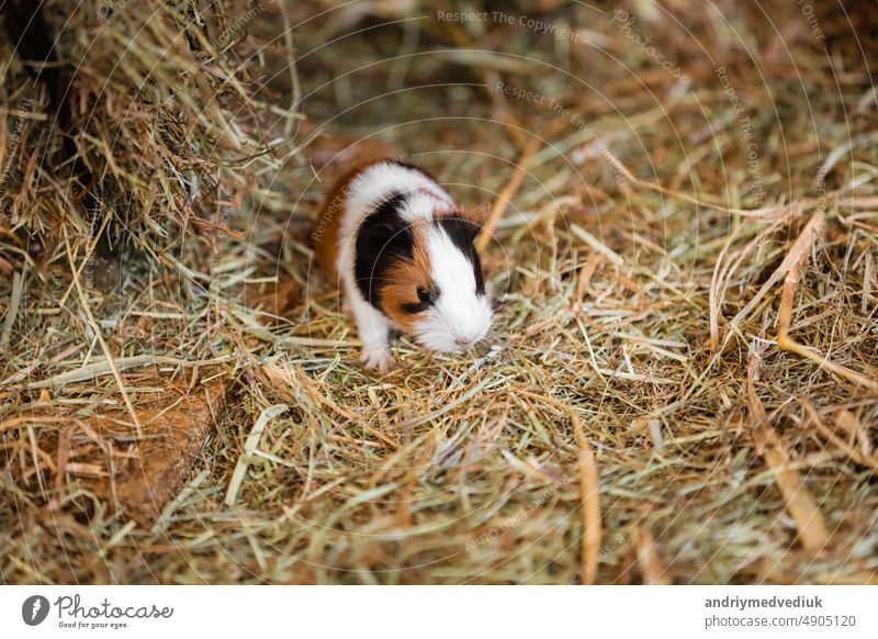 Cute Red and White Guinea Pig on the hay Close-up. Little Pet in its House. pet animal cute guinea pig adorable rodent domestic cavy small home hamster sweet