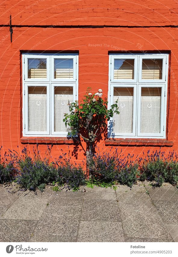 On a red-painted brick wall, a rose bush grows between two windows, framed by fragrant lavender. Brick Wall (building) Wall (barrier) Stone