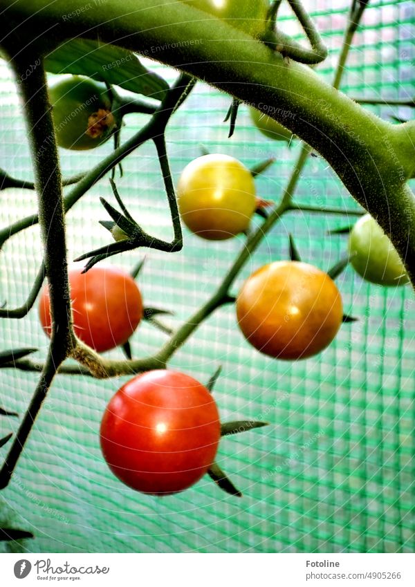 The first tomatoes in my greenhouse are ripe. Red, orange and green fruits hang on one plant. Vegetable Food Healthy Fresh Tomato Green Nutrition