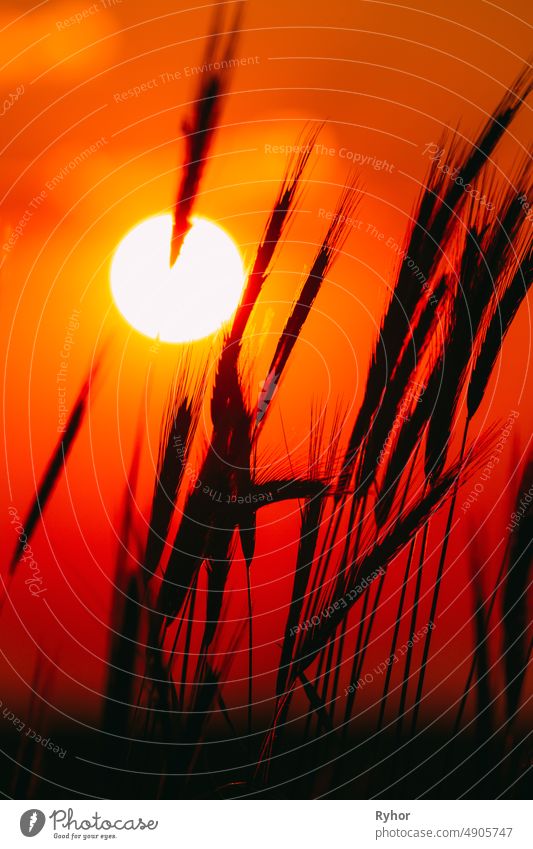 Summer Sun Shining Through Young Yellow Wheat Sprouts. Wheat Field In Sunset Sunrise Sun agriculture backlight barley beautiful black bright cereal close up