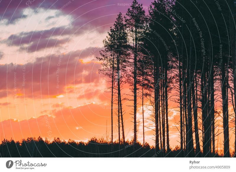 Sunset Sunrise In Pine Forest. Dark Black Spruce Trunks Silhouettes In Natural Sunlight Of Bright Colorful Dramatic Sky. Sunny Coniferous Forest autumn