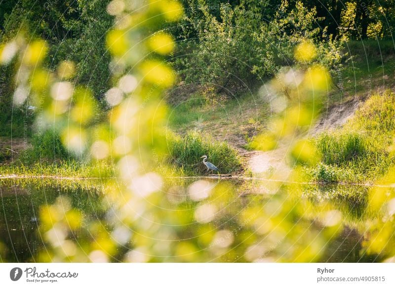 Fauna Of Belarus. Grey Heron Bird Standing On River Coast. Belarus, Summer Belarussian Nature. Pond Lake In Spring Season Ardea cinerea Ardeidae