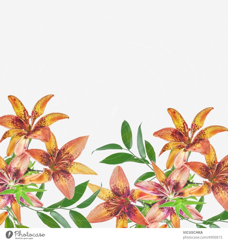 Floral background with orange lily flowers and green leaves at white background floral background border made beautiful blooming front view beauty blossom