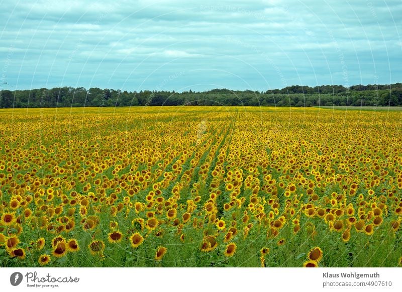 Sunflower field with blooming sunflowers in front of forest under light overcast sky Summer Sunflowers Daisy Family Agriculture Oleiferous fruit Sky cloudy sky