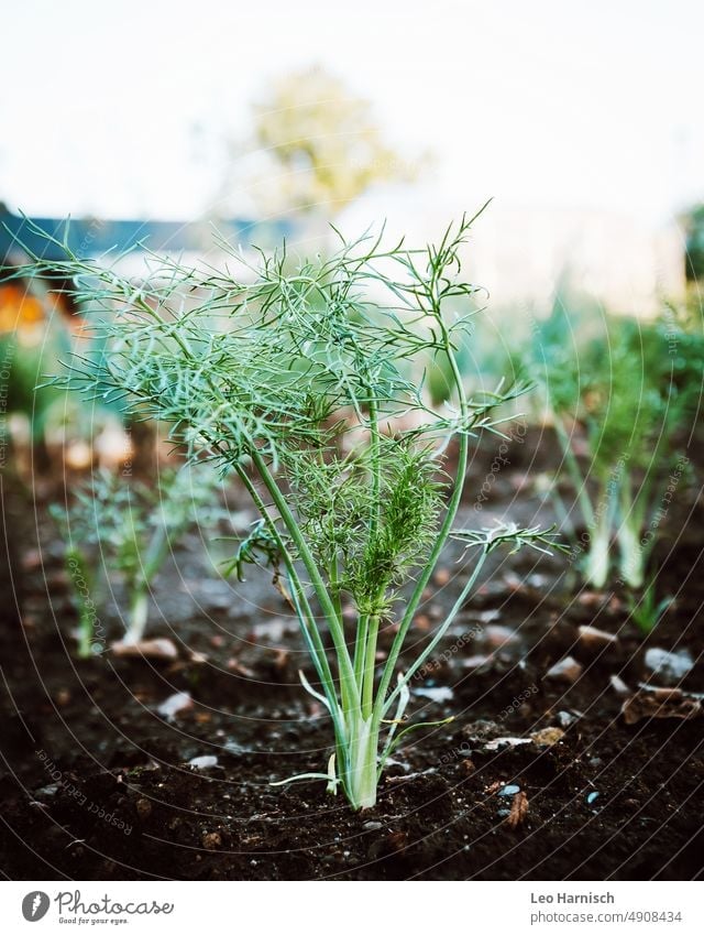 Fennel in the vegetable patch Vegetable bed allotment Garden Gardening do gardening Green Garden Bed (Horticulture) Agricultural crop Organic produce Plant