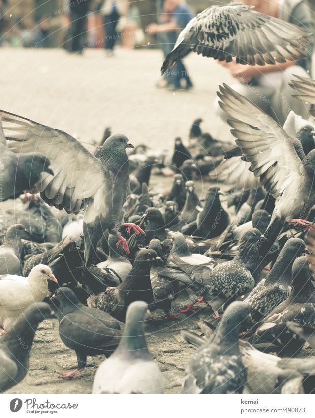 Animal | Large group Farm animal Bird Pigeon Group of animals Flock Flying To feed Sit Wing Colour photo Subdued colour Exterior shot Close-up Animal portrait