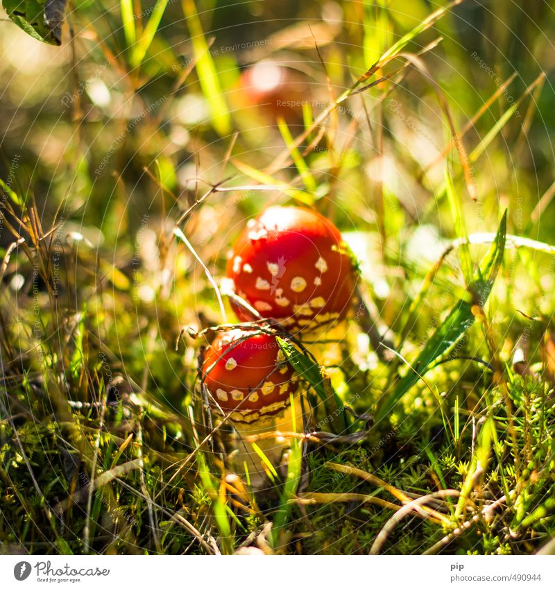 poison dwarfs Nature Plant Autumn Beautiful weather Grass Moss Mushroom Amanita mushroom Forest Undergrowth Red Poisonous plant In pairs 2 Small Inedible