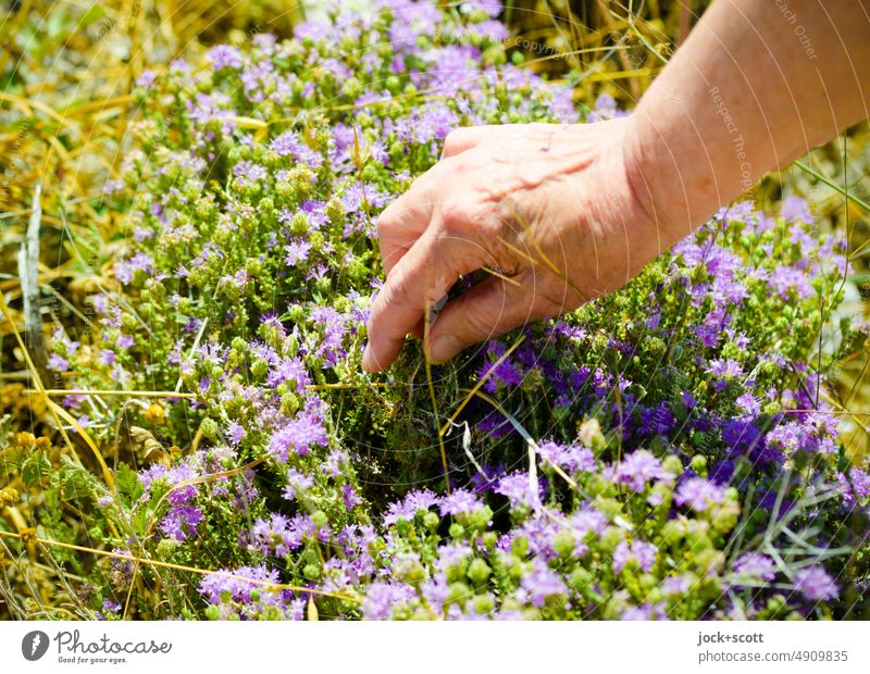 on the hand the scent of wild thyme headed thyme Herbs and spices Plant Fresh kitchen herbs naturally Medicinal herbs fragrant Blossom shrub Touch perception
