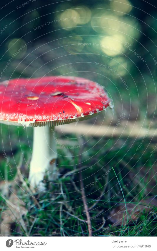 classic Healthy Allergy Trip Expedition Hallowe'en Environment Nature Plant Autumn Grass Bushes Moss Mushroom Amanita mushroom Forest Green Red Romance Colour