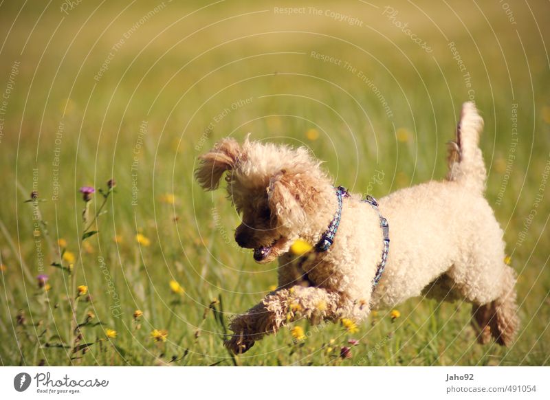 jumpinsfeld Playing Sports Environment Nature Landscape Spring Summer Autumn Beautiful weather Plant Grass Meadow Animal Pet Dog Poodle Movement Catch Hunting
