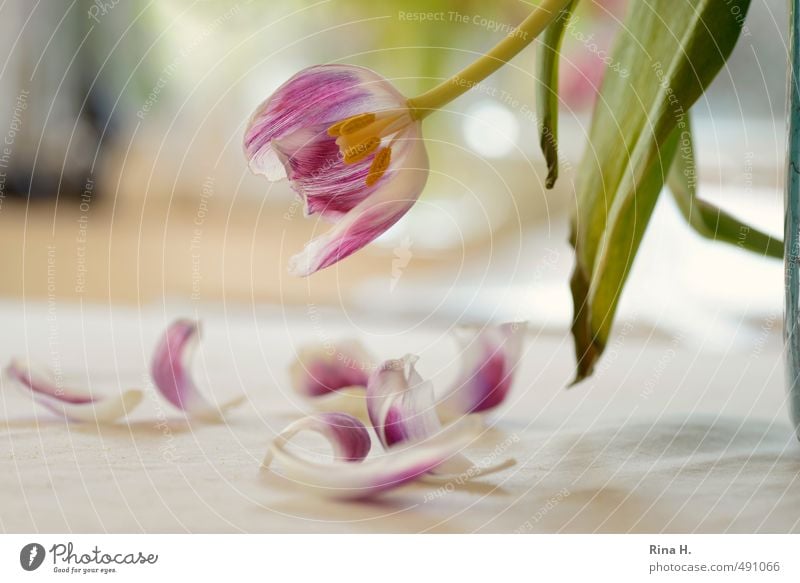 TulipsFlowersLeaves Leaf Blossom Faded Emotions Pain Transience Interior shot Deserted Shallow depth of field