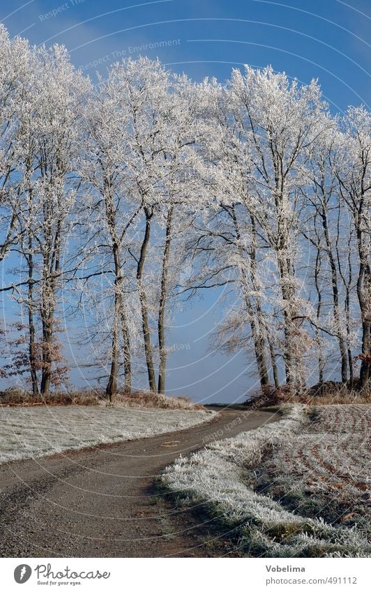 Field path with hoarfrost Winter Nature Landscape Cloudless sky Ice Frost Plant Tree Forest Cold Blue Brown White Lanes & trails Colour photo Exterior shot
