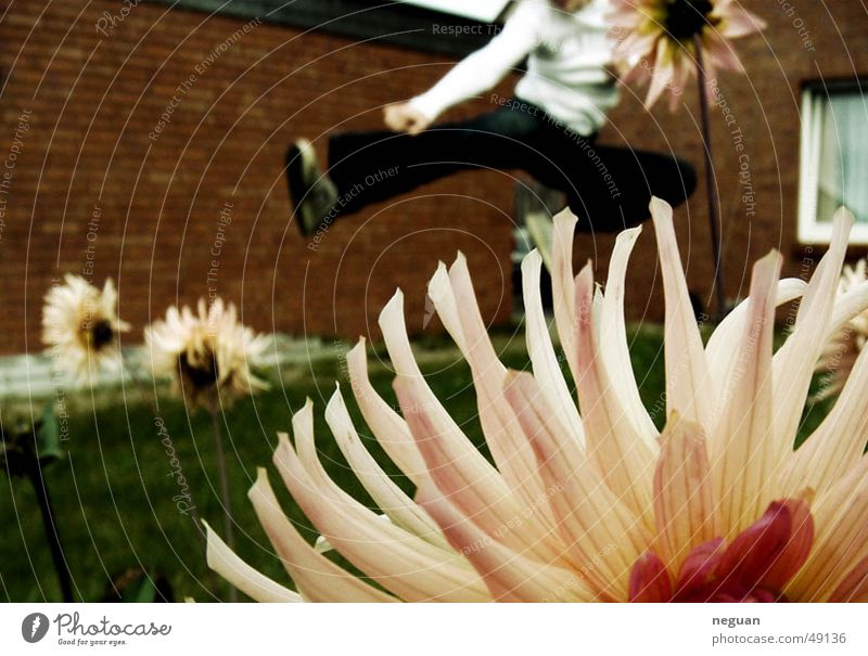 kung fu flowers Flying