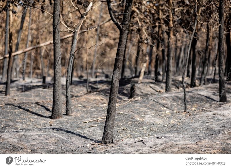 Forest after fire in Brandenburg V Crack & Rip & Tear Desert Drought Weather heating Surface Summer Hot Brown Ground Pattern Deserted Exterior shot Dry Earth