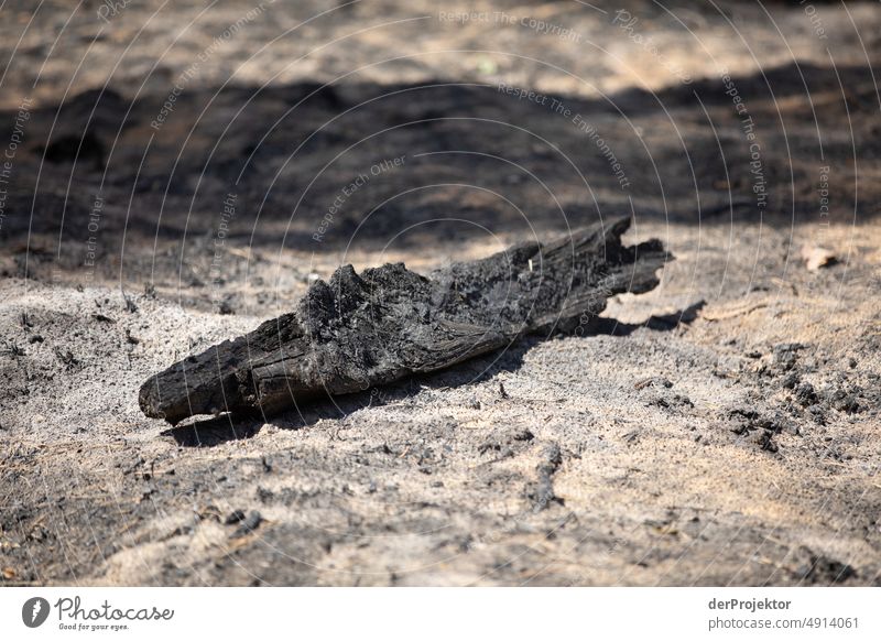 Forest after fire in Brandenburg III Crack & Rip & Tear Desert Drought Weather heating Surface Summer Hot Brown Ground Pattern Deserted Exterior shot Dry Earth