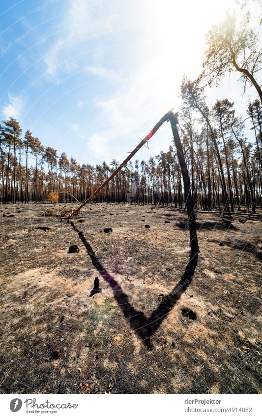 Forest after a fire in Brandenburg VIII Crack & Rip & Tear Desert Drought Weather heating Surface Summer Hot Brown Ground Pattern Deserted Exterior shot Dry