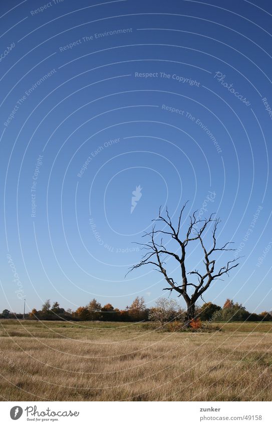 skeleton Tree Autumn Grass Death Sky Twig Branch Landscape Blue