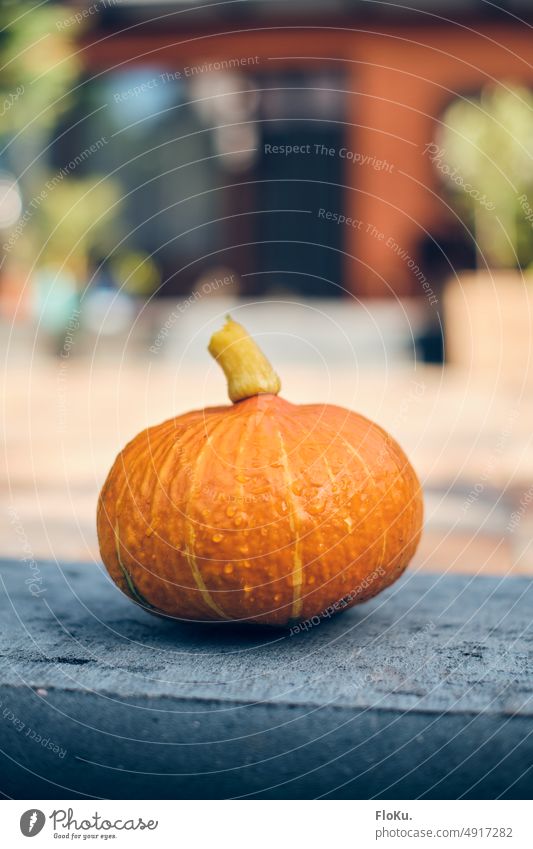 fresh pumpkin Pumpkin Vegetable Food Orange Hallowe'en Autumn Thanksgiving Harvest Nutrition Fresh Healthy October Mature Agriculture Raw Yellow naturally