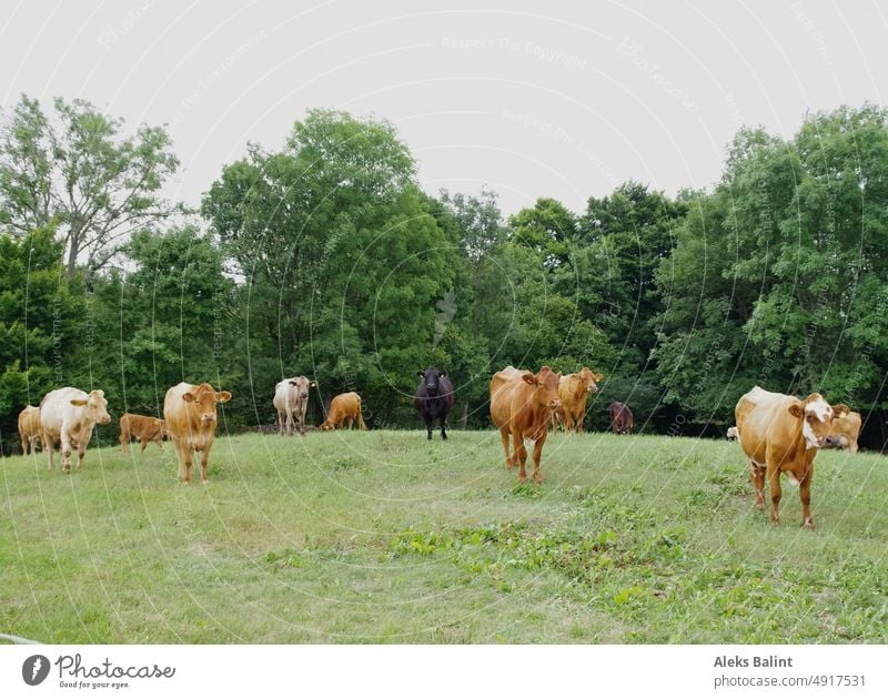 A herd of cattle stands on a hill in front of a forest. . Herd of cattle Willow tree Agriculture Cow Farm animal Meadow Group of animals Summer Colour photo