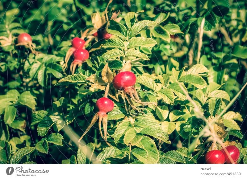 rose-hip Food Fruit Ingredients Raw vegetables Nutrition Tea Lifestyle Healthy Wellness Environment Nature Plant Summer Bushes Rose Foliage plant