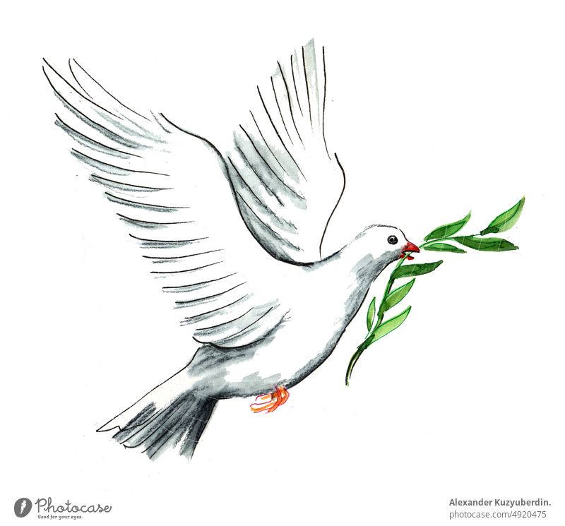 Flying white dove with olive branch. Ink and watercolor drawing pigeon peace synbol wings flying white bird art artwork background cartoon clip art illustration