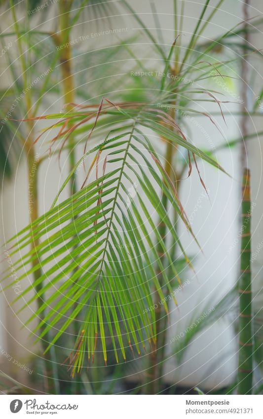 palm leaves Palm tree pretty Houseplant Botany Decoration botanical Leaf Garden Pot plant naturally Growth Green Nature Plant Exotic wax flora Foliage plant