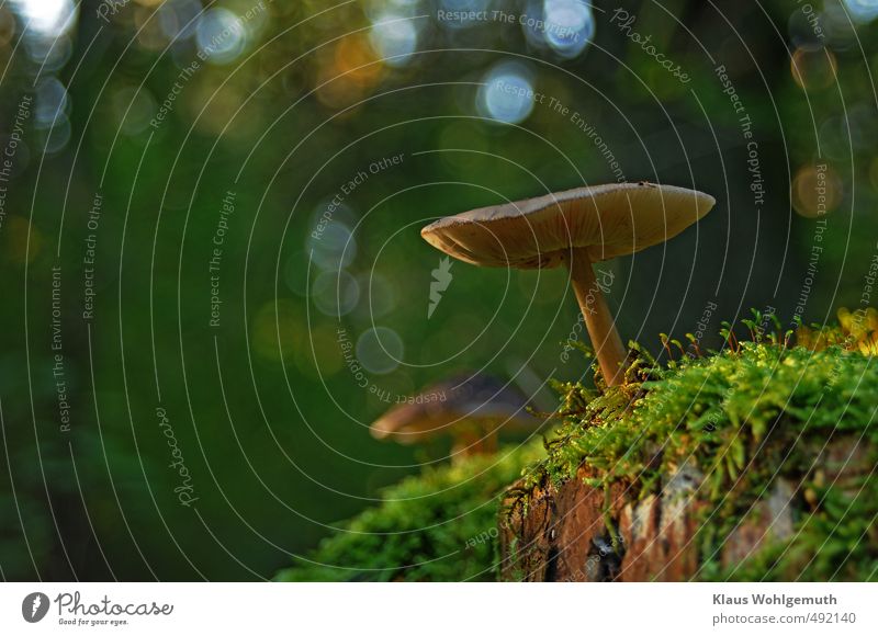 In the morning light, a mushroom on a tree stump, waiting for me :D ( mushroom species was not determined ).moss and pretty bokeh, give the image its Reitz