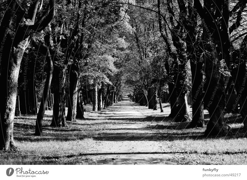 Heaven straight ahead Avenue Tunnel Park black white Black & white photo 20D cemetery graveyard cryptic mysterious autumn To fall spooky trees eternity road