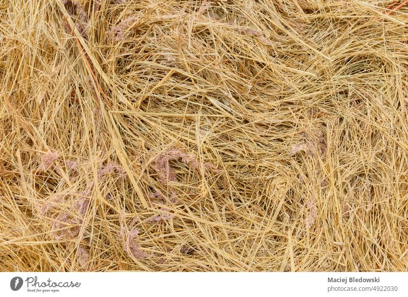Close up picture of a hay bale, abstract natural background. straw close up wallpaper dry environment nature hay roll straw bale agricultural