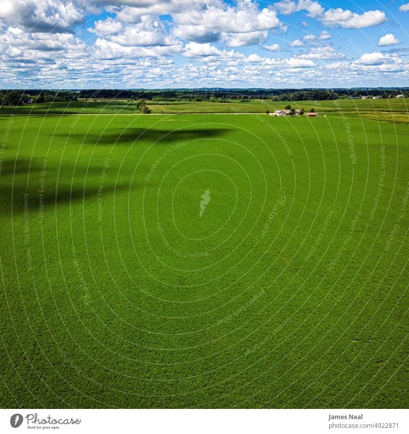 Rural Wisconsin Agricultural Field in Summer horizon sunny natural nature land grain background agriculture corn summer drone growth wisconsin outdoors