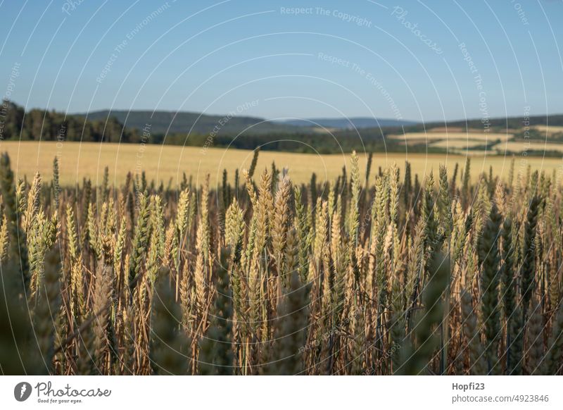 Wheat field just before harvest Wheatfield Field Grain Agriculture Summer Cornfield Grain field Nature Agricultural crop Ear of corn Nutrition Growth Plant Food