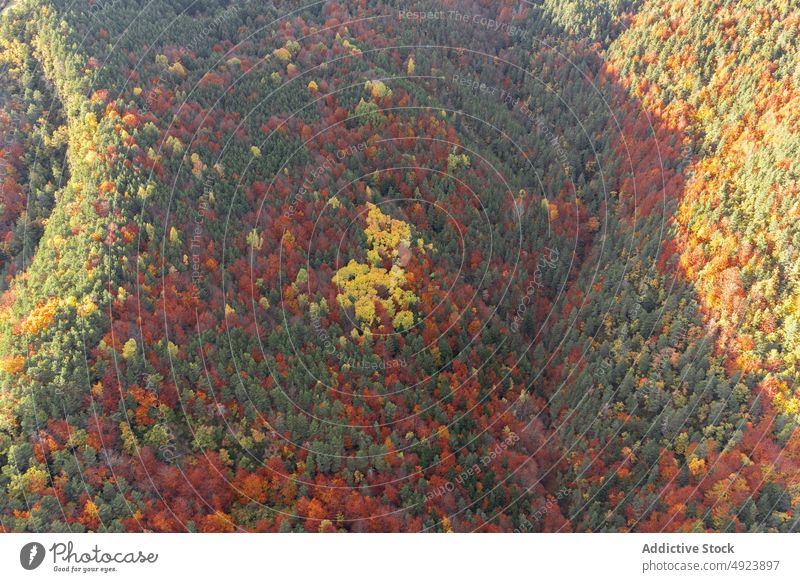 Autumn forest with colorful trees autumn woods nature plant woodland grow fall orange yellow green brown foliage flora environment dense multicolored vegetate