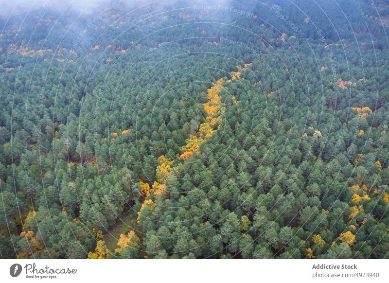 Dense forest with tall trees woods nature plant woodland grow autumn dense foliage flora environment fall vegetate countryside scenic growth wild leaf yellow