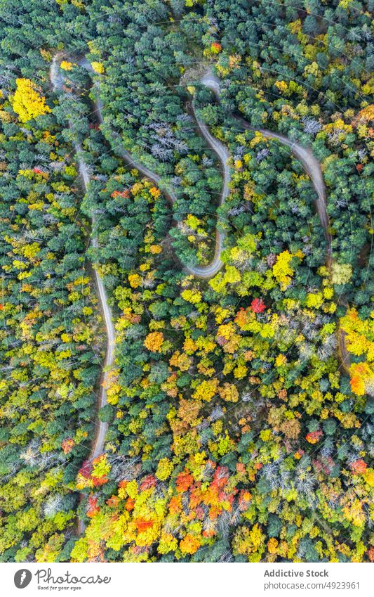 Road running through dense forest tree woods nature plant woodland road roadway grow wavy curve narrow flora route lush colorful orange yellow green trail