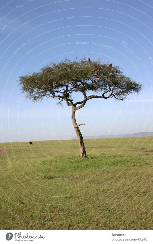 Africa Bambata Kenya Tree Steppe Animal Desert