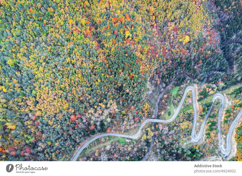 Road running through dense forest tree woods nature plant woodland road roadway grow wavy curve narrow flora route lush colorful orange yellow green trail