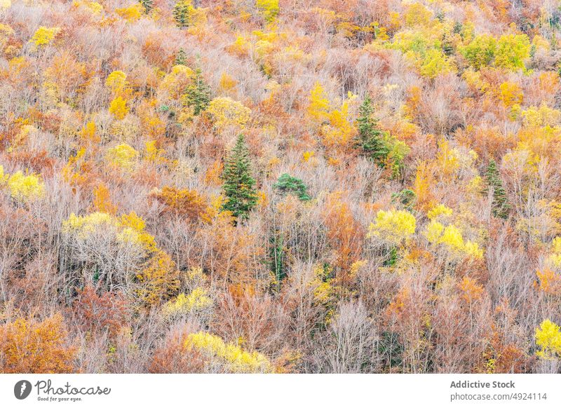 Autumn forest with colorful trees autumn woods nature plant woodland grow fall orange yellow green brown foliage flora environment dense multicolored vegetate