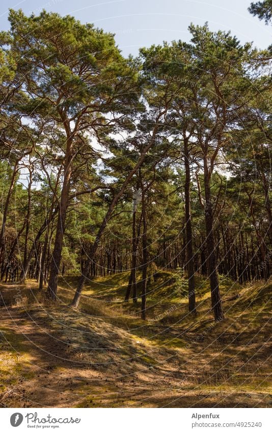 coastal forest Forest Coniferous forest Tree Nature Exterior shot Tree trunk Deserted Peaceful Coniferous trees peaceful atmosphere Colour photo Plant Forestry