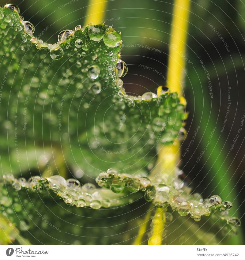 Lady's mantle leaves with raindrops Alchemilla vulgaris Alchemilla leaves Drop Rain rainwater drop picture Drops of water Rainy weather Foliage plant