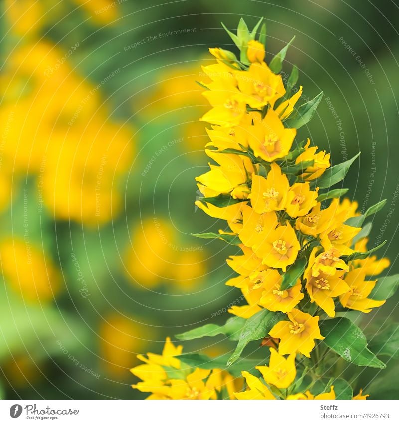 yellow ornamental plant - dotted loosestrife Ornamental plant garden plant shrub garden flowers yellow blossoms Golden yellow Yellow sunny yellow yellow petals
